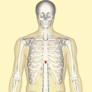 Xiphoid_process_frontal
